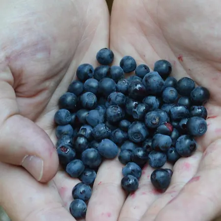 度假村 Milmari - L43 科帕奥尼克